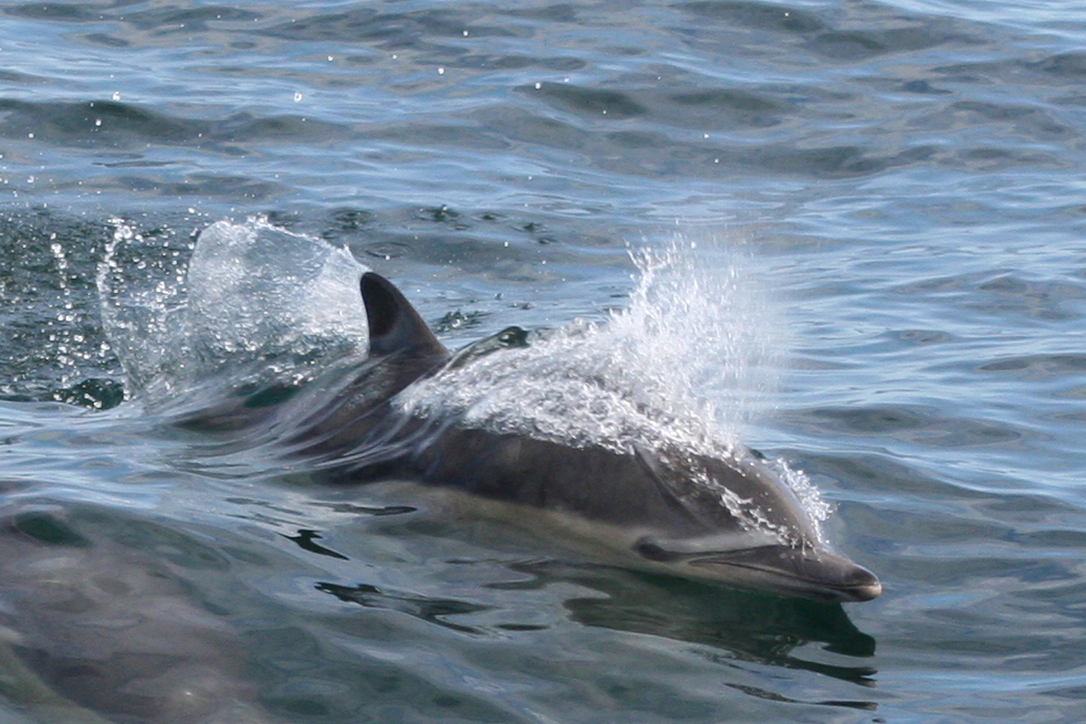  p>长吻真海豚(学名: i>delphinus capensis /i>)基本外形与 a target