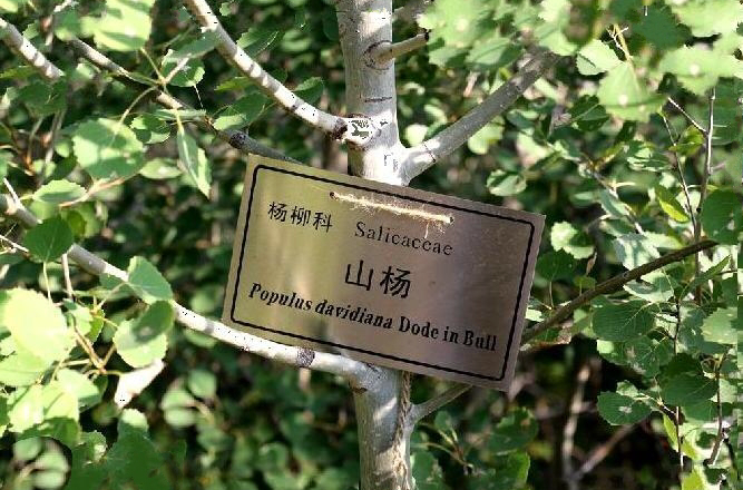 populus davidiana