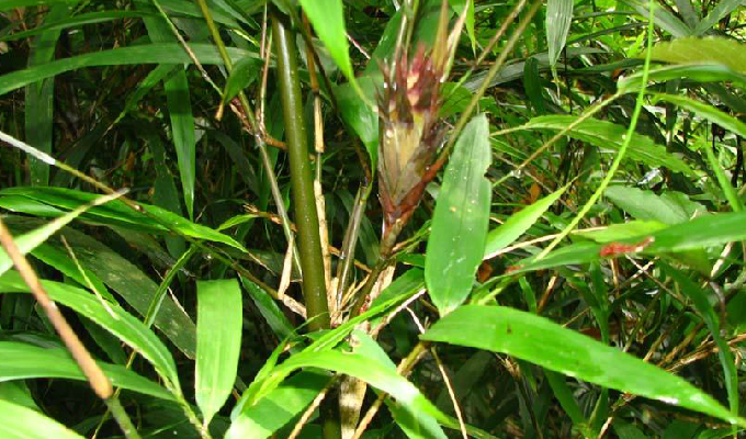 yushania niitakayamensis (hayata) keng f.