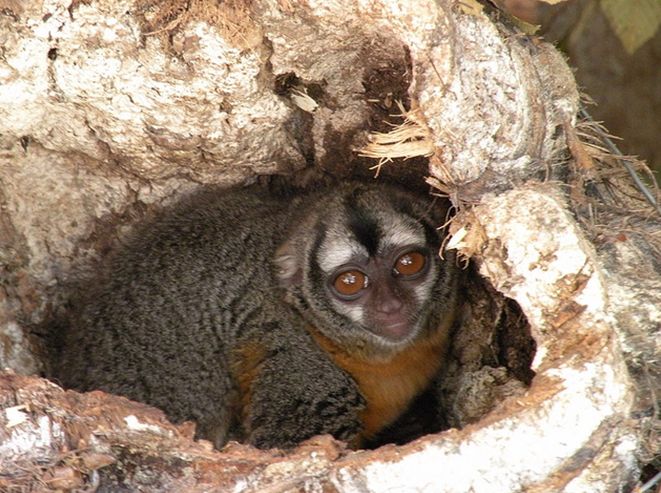  p>黑夜猴(black-headed night monkey, peruvian night monkey) /p>