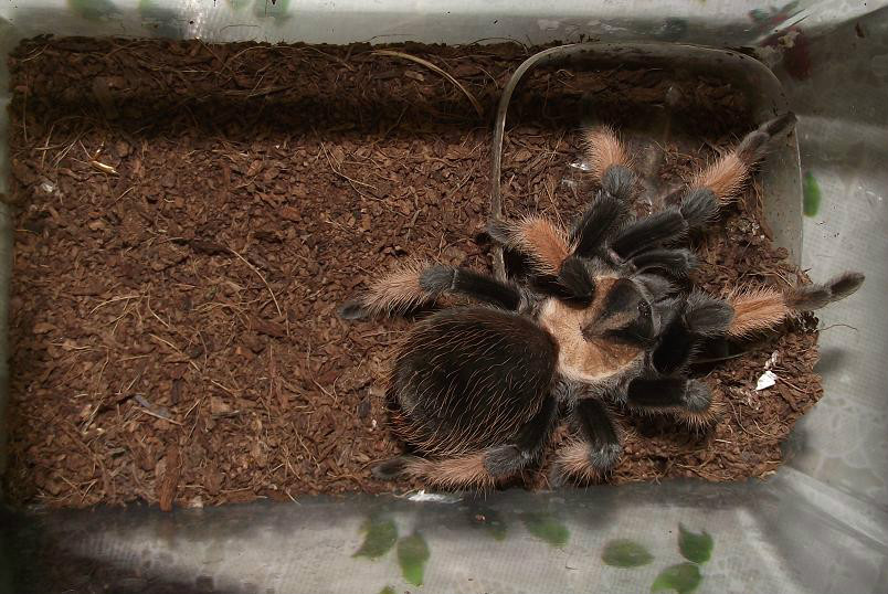 墨西哥红脚蜘蛛