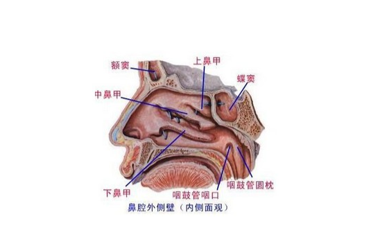 鼻腔被一纵行的鼻中隔分为左右两腔,鼻中隔因位置常偏向一侧,所以