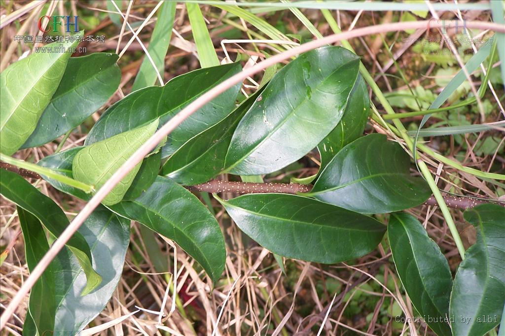  p>羊角拗属 strophanthus dc.