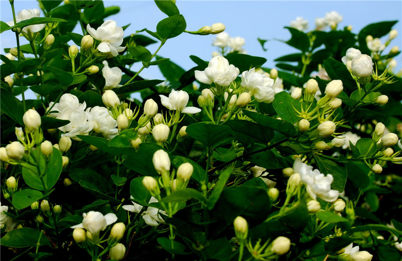  p>横州茉莉花,广西壮族自治区横州市特产,中国国家地理标志产品.