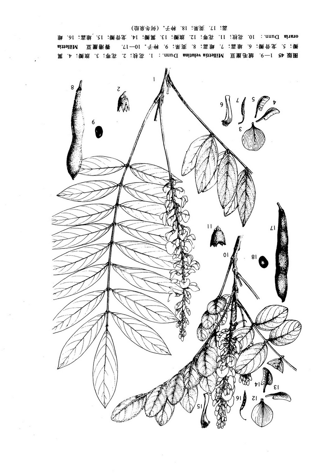  p>香港崖豆藤(millettia oraria dunn)是豆科 a target="_blank"