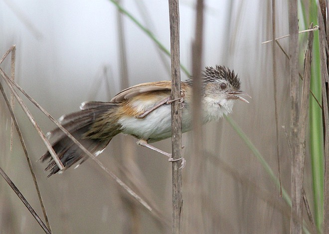  p>大草莺(学名: i>graminicola bengalensis /i>):体长17厘米,是一种