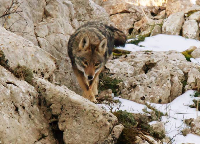  p>非洲狼(学名: i>canis lupaster /i>):是哺乳纲,犬科的物种.