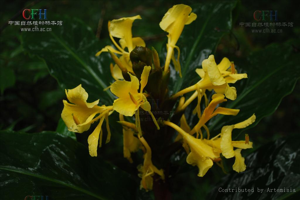  p>黄姜花(学名: i>hedychium flavum /i> roxb.