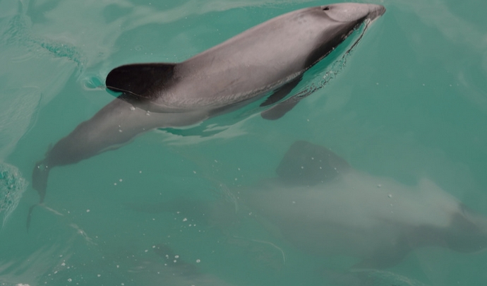 new zealand white-front dolphin