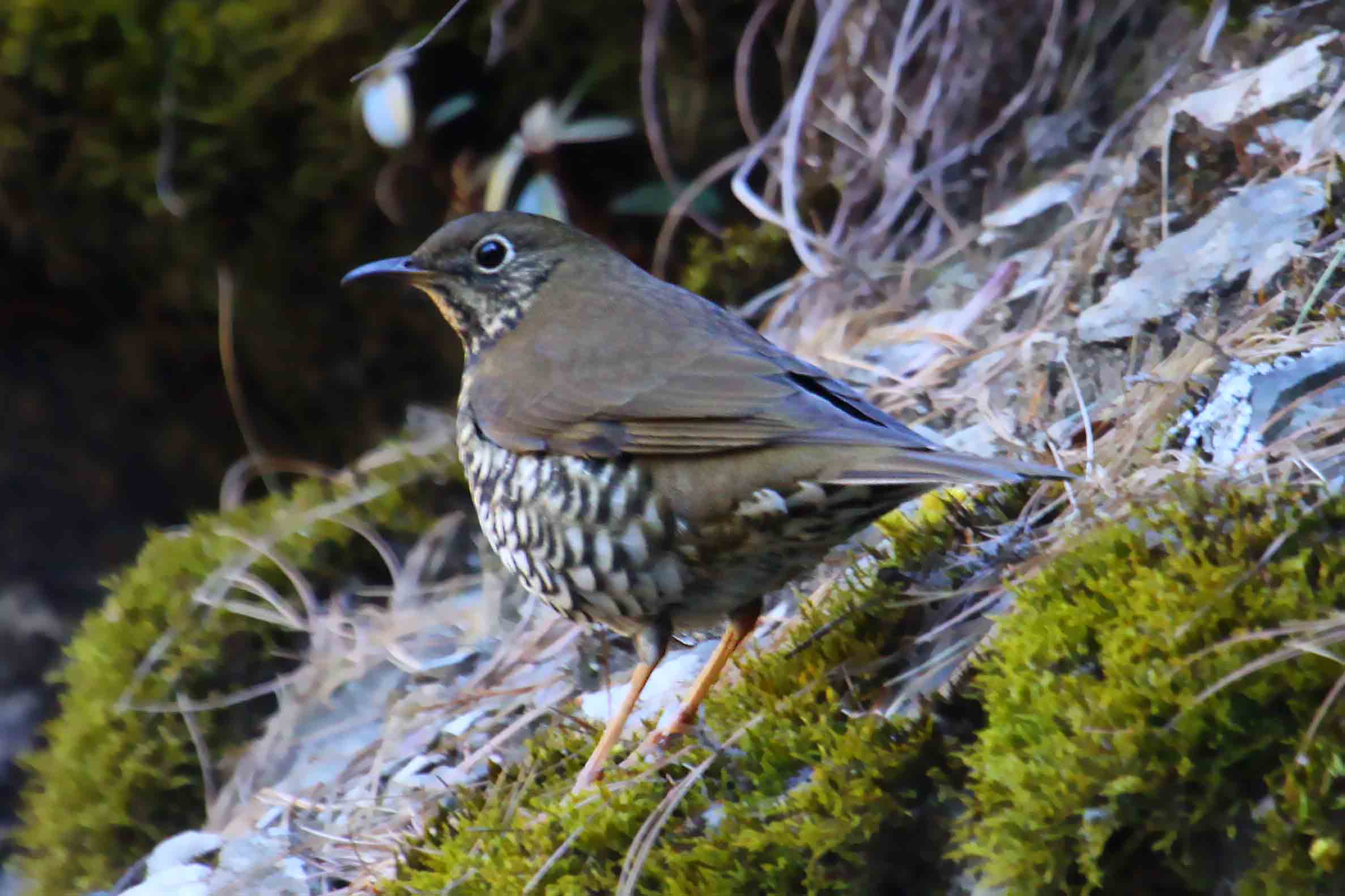  p>光背地鸫(学名: i>zoothera mollissima /i>)是鸫科,地鸫属中型