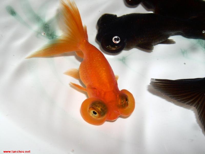  p>水泡金鱼(英文名:bubble eye),又名 a href="#" data-lemmaid="