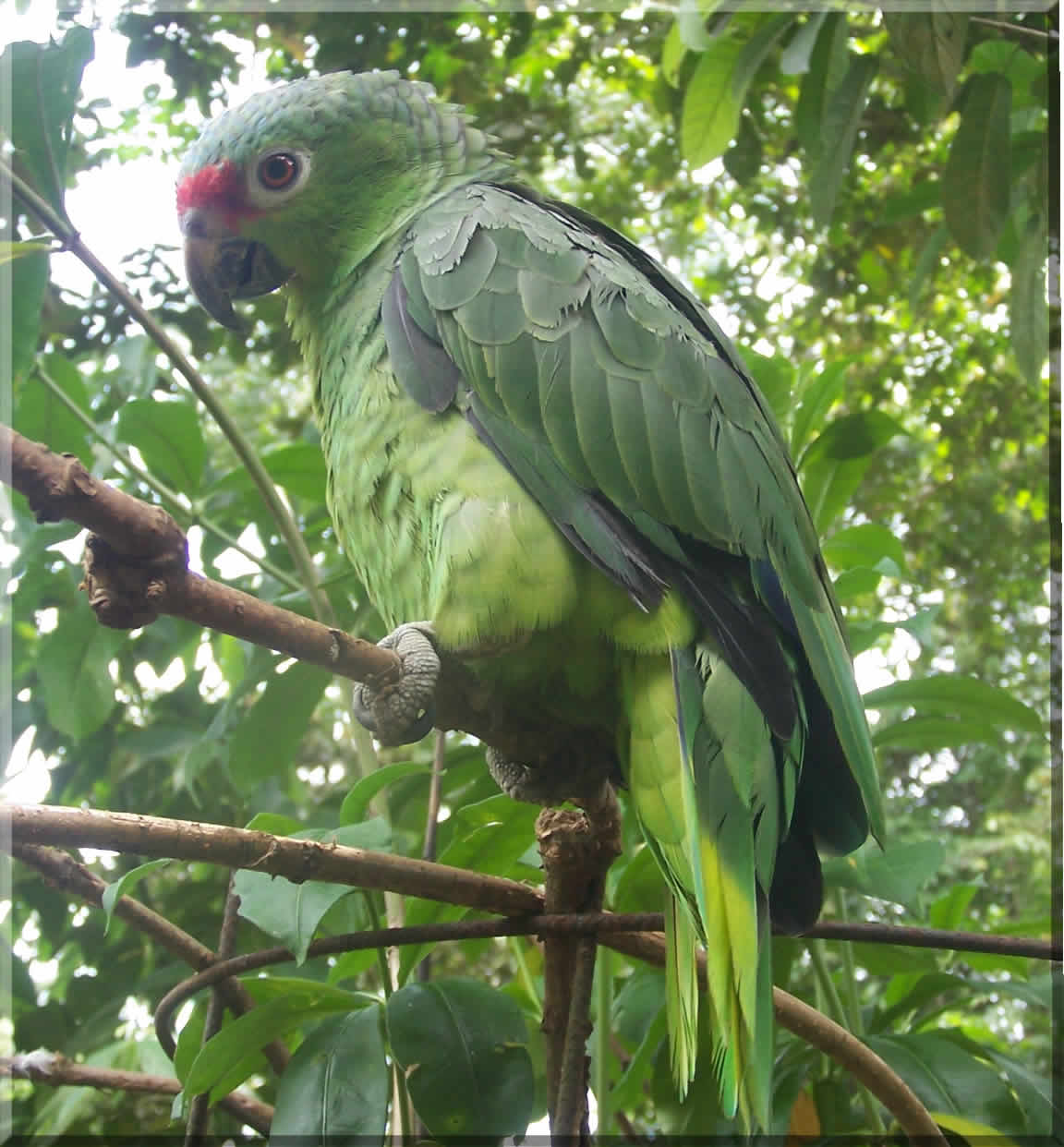  p>红额亚马逊鹦鹉(学名:amazona autumnalis )共有4个亚种,是典型的 