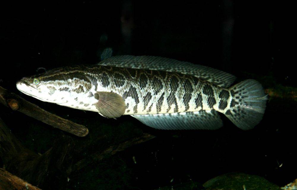  p>鳢科(channidae), a href="#" data-lemmaid="1195405">硬骨鱼纲 