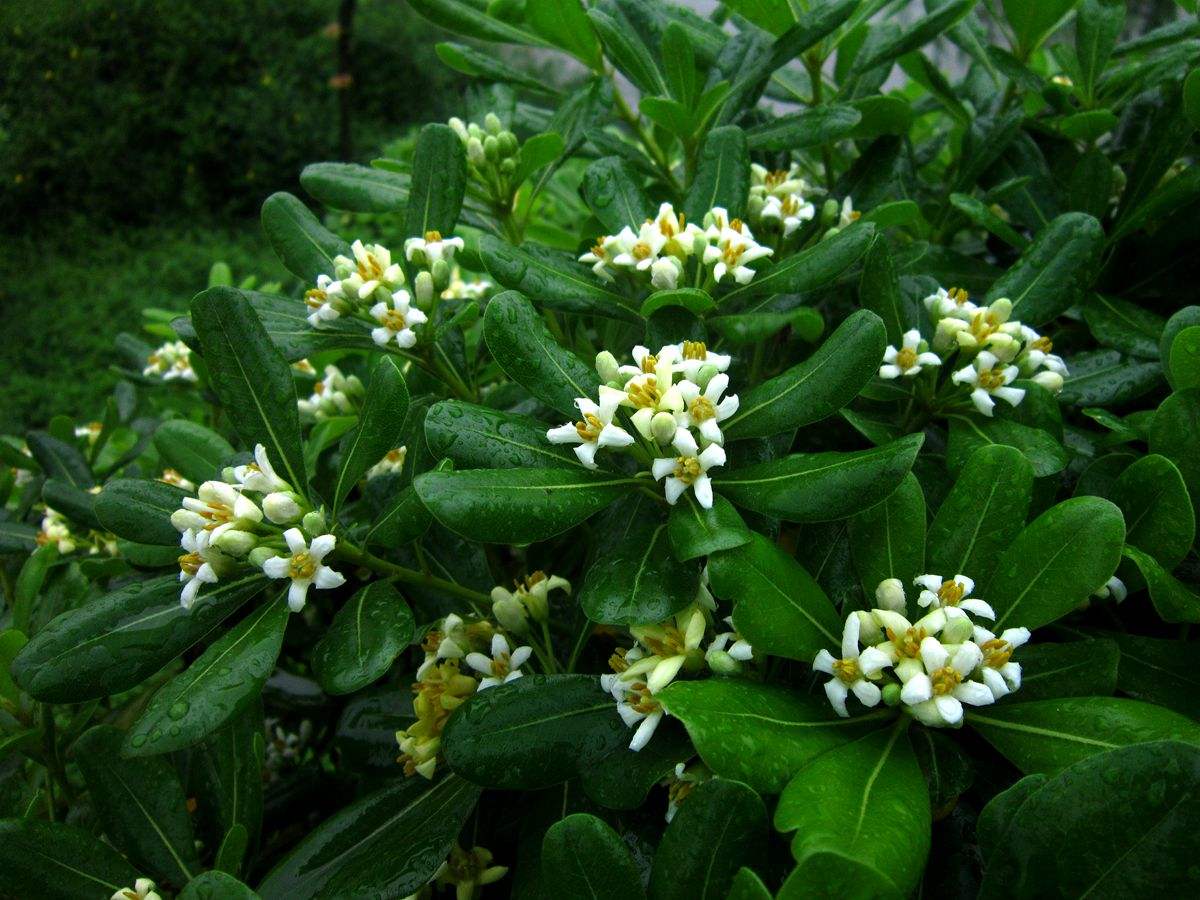 是海桐花科海桐花属植物,常绿灌木,嫩枝被褐色柔毛,不久变秃净.
