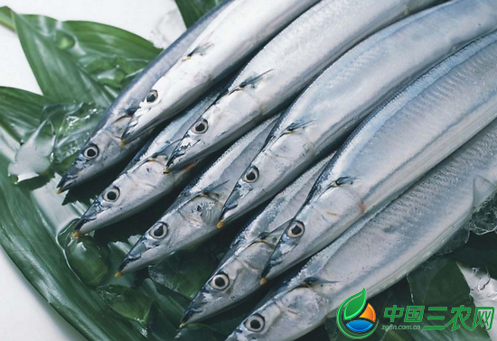  p>南海带鱼,栖息深度:0 - 200公尺;地理分布:分布於印度-西太平洋