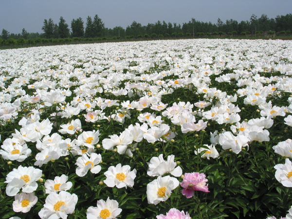  p>油料牡丹是一种芍药科植物,分布于西北,陕西太白山,延安万花山等地