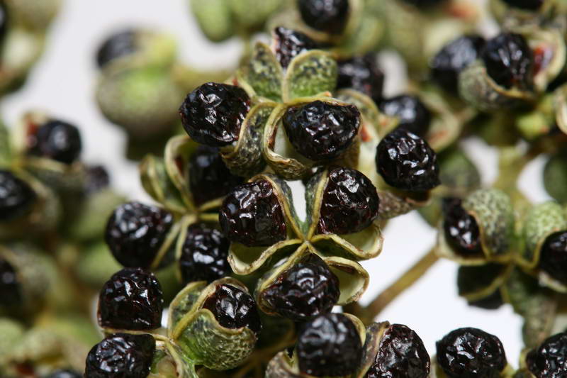  p>食茱萸为 a href="#">芸香科 /a> a href="#">落叶乔木 /a>,具有