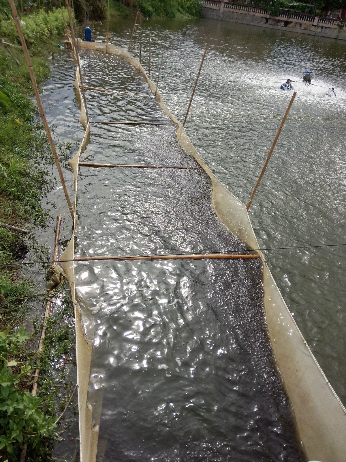 是专业孵化全雄黄颡鱼苗的鱼苗孵化基地