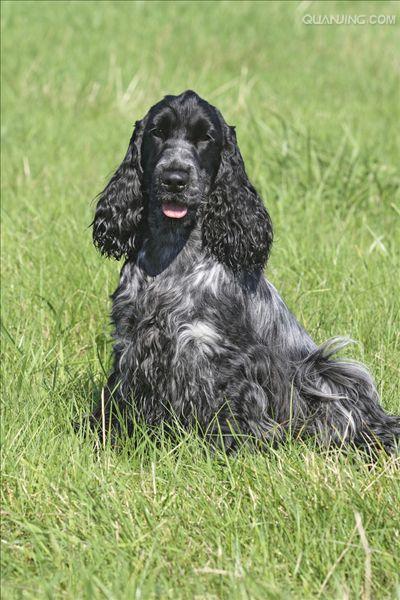 english cocker spaniel)又称 a href="#">确架獚 /a>, a href="#"