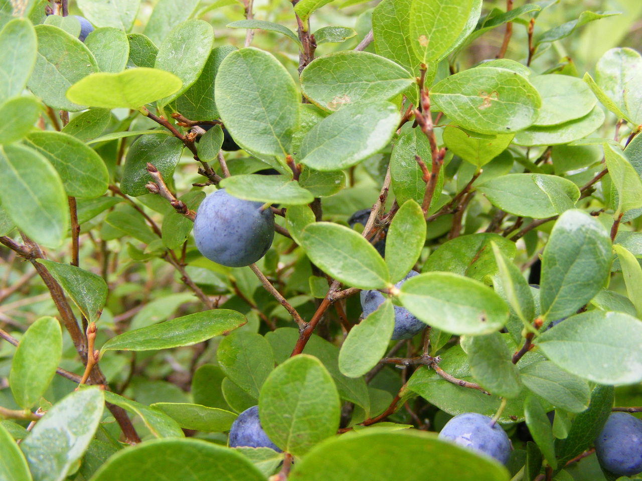 ">杜鹃花科 /a>, a target="_blank" href="/item/越橘属/2027354"