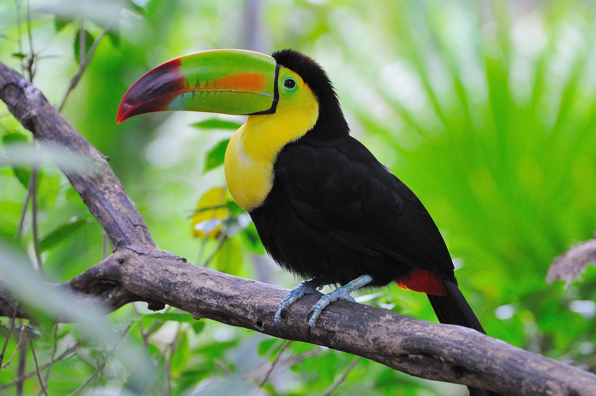  p>巨嘴鸟(学名:toucans )又名鵎鵼,属巨嘴鸟亚目的鸟类动物.