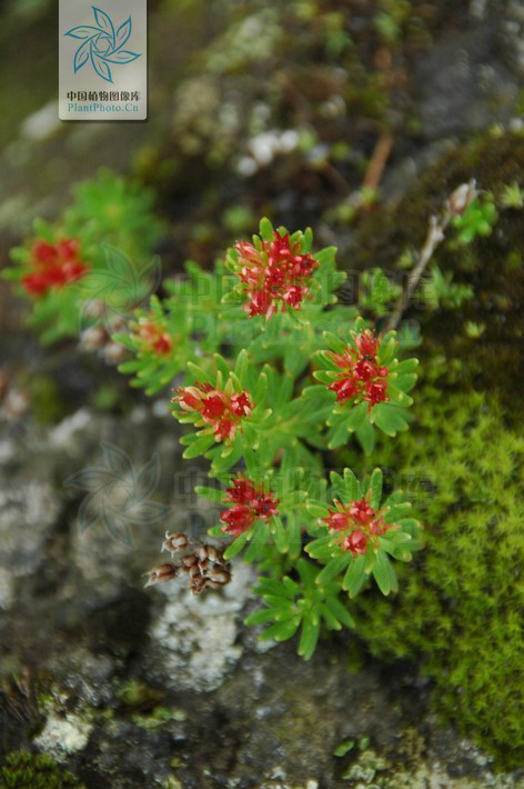  p> b>长白红景天 /b>(学名: i>rhodiola angusta /i>),是 a href="#"