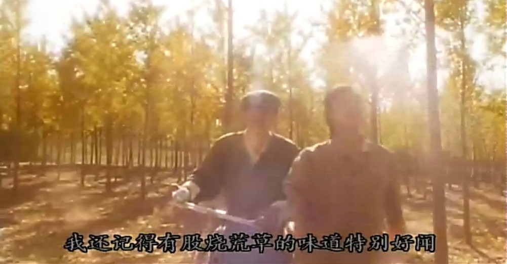 灿烂阳光的日子