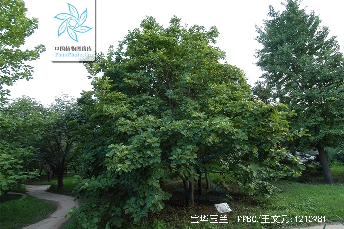 magnolia zenii w. c. cheng