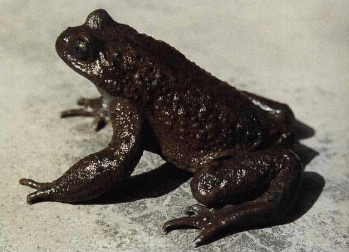  p>刺胸猫眼蟾(学名: i>scutiger mammatus /i>)是角蟾科,齿突蟾属