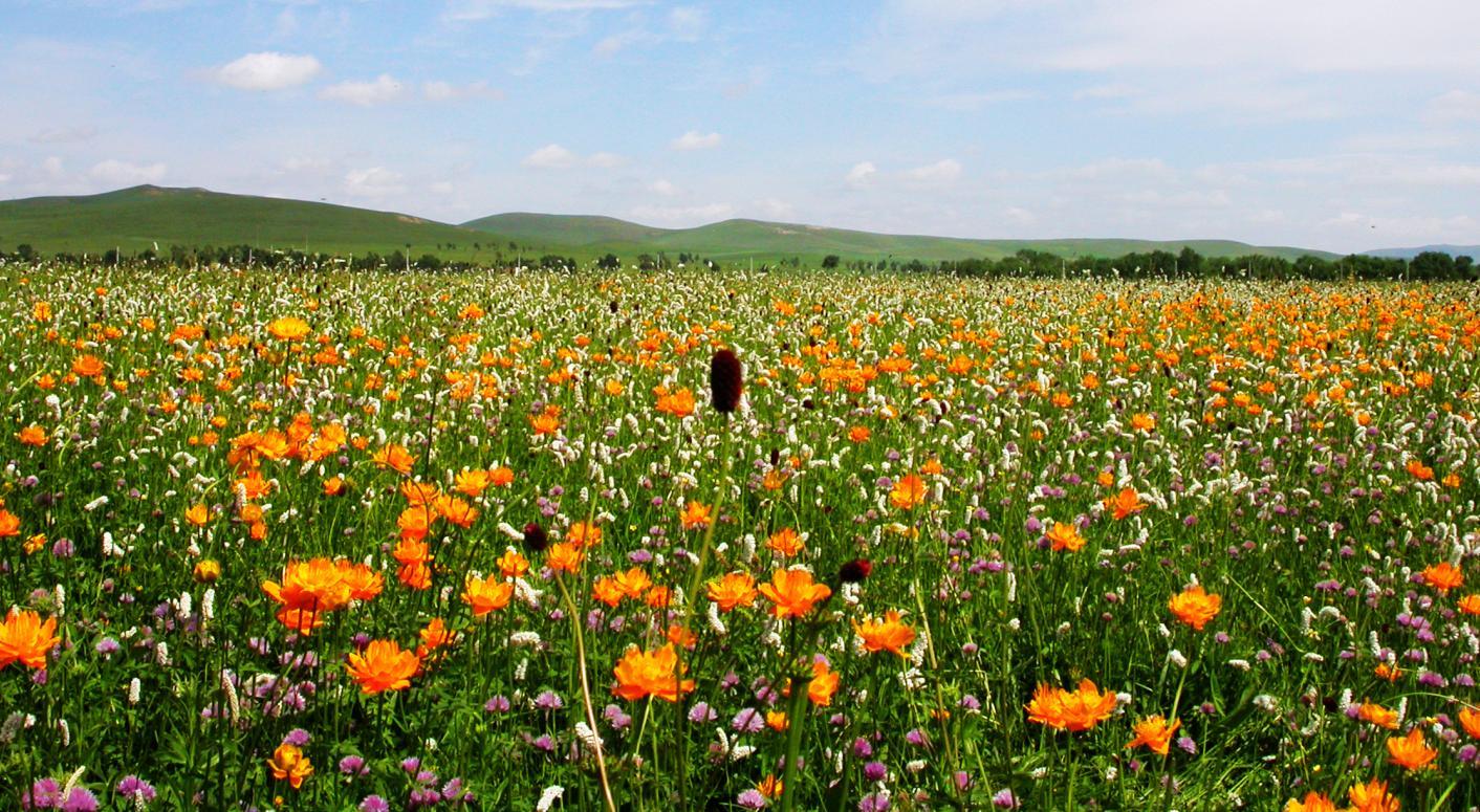  p>五花草甸位于 a target="_blank" href="/item/沽源县/10680572"