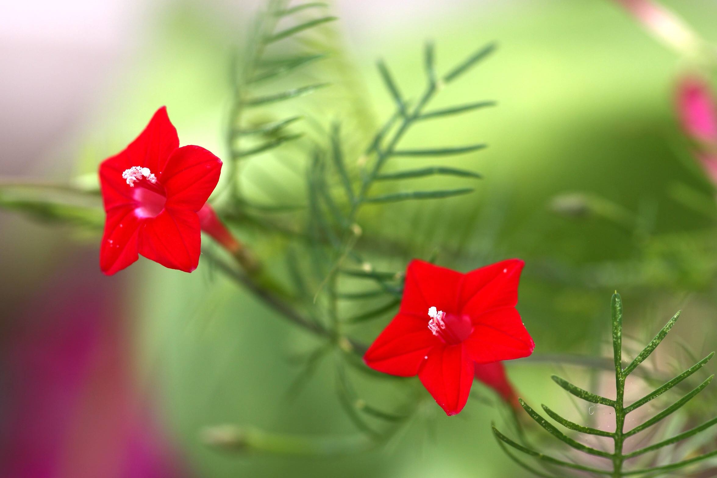  p>橙红茑萝(学名: i>ipomoea /i>  i>cholulensis /i> kunth)是旋花