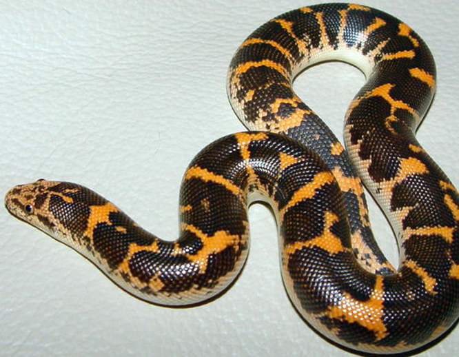  p>沙蟒是比较原始的小型到中等大小的无毒蛇类,卵胎生,本属已知11种