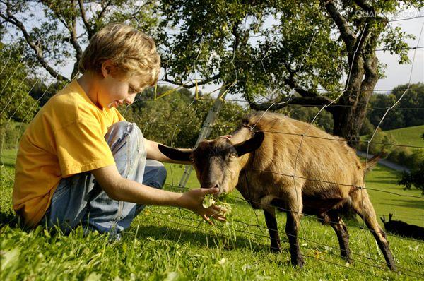 黑羊,是人类最早驯化的一种 a href="#" data-lemmaid="618474">家畜 