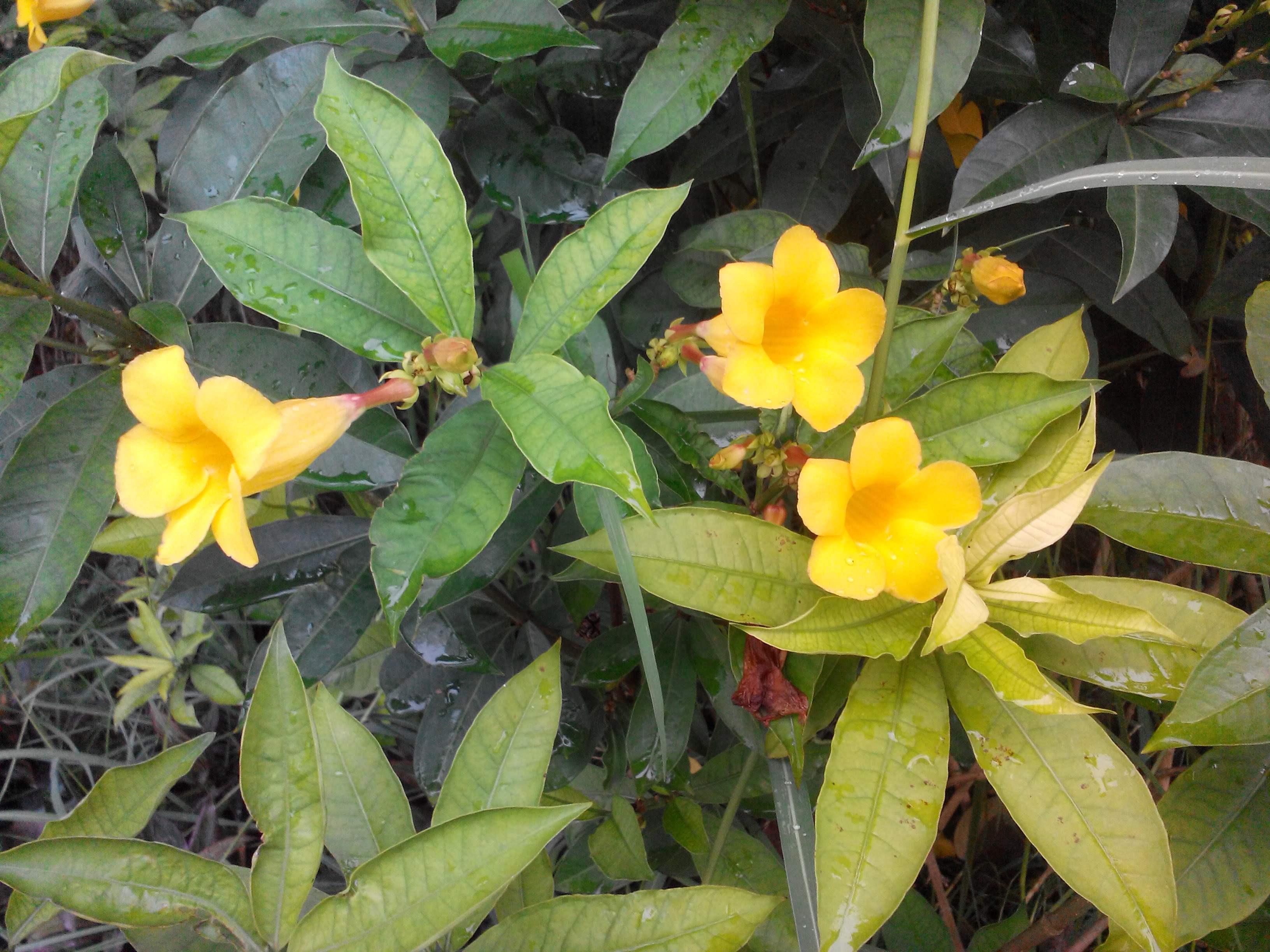  p>黄蝉(学名: i>allemanda neriifolia /i>  hook.