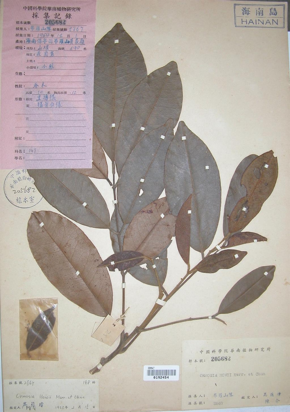  p>缘毛红豆(学名: i>ormosia howii /i> merr.