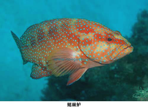  p>鳃棘鲈,plectropomus leopardus (lacepède, 1802), a href="#">