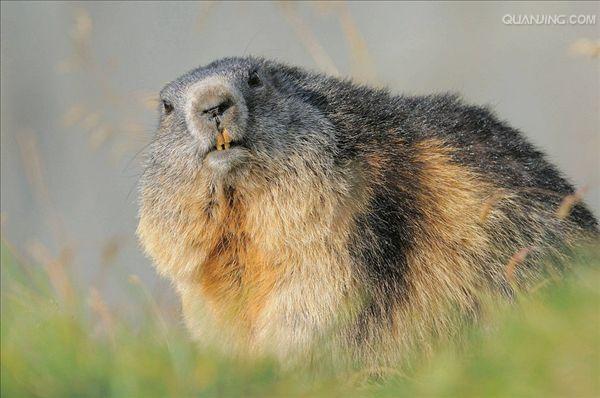  p>喜马拉雅旱獭(学名: i>marmota himalayana /i>)别名哈拉, a href=