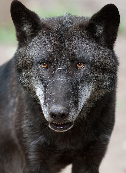  p>加拿大森林狼(学名: i>canis lupus occidentalis /i>):是食肉目