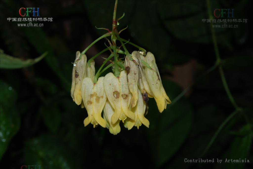  p>紫金龙属(学名:dactylicapnos wall.