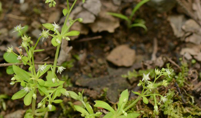  p>细叶景天,是 a target="_blank" href="/item/双子叶植物纲">双子