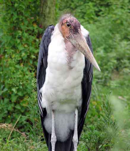 leptoptilos crumeniferus