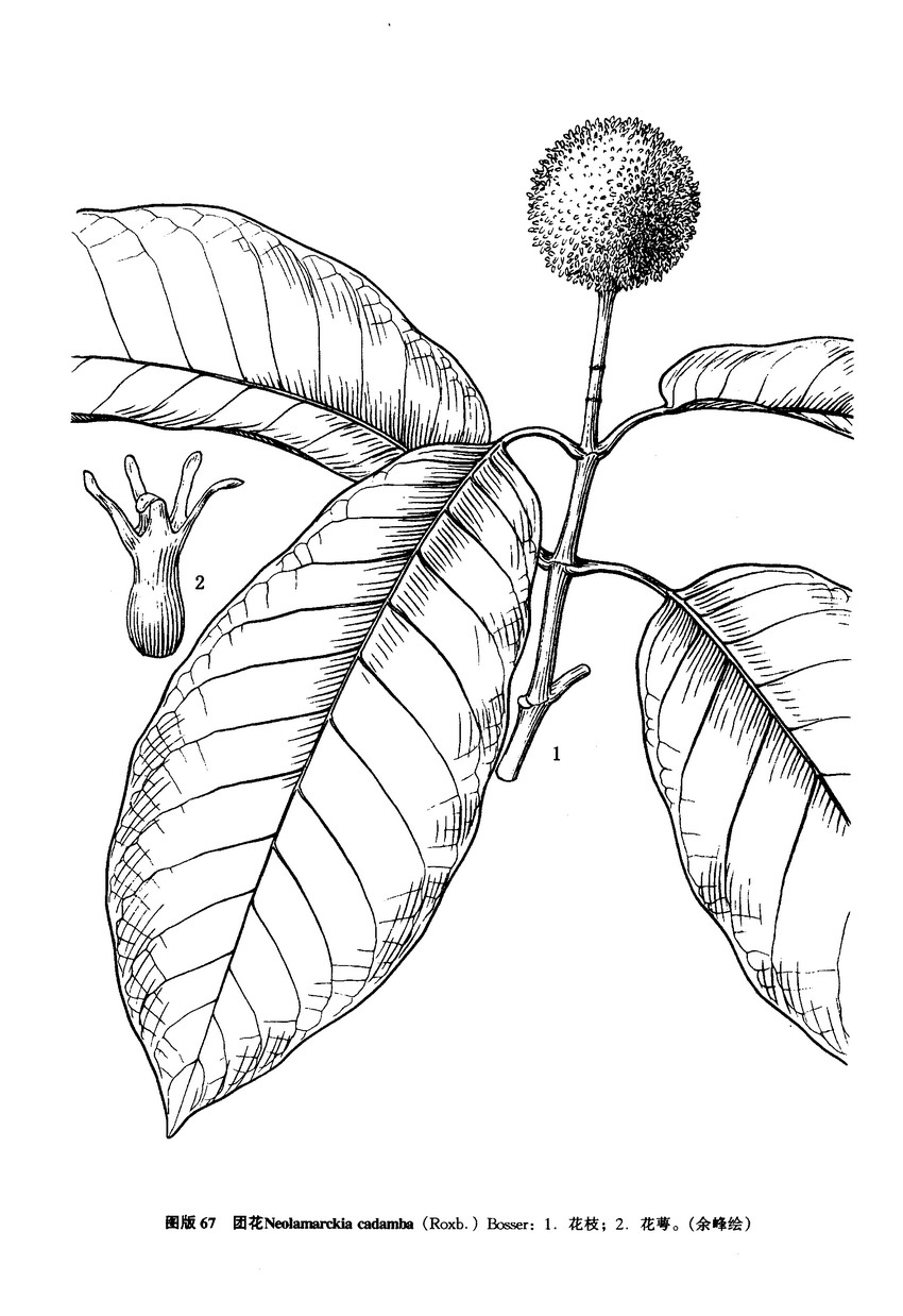  p>团花(学名: i>neolamarckia cadamba /i> (roxb.