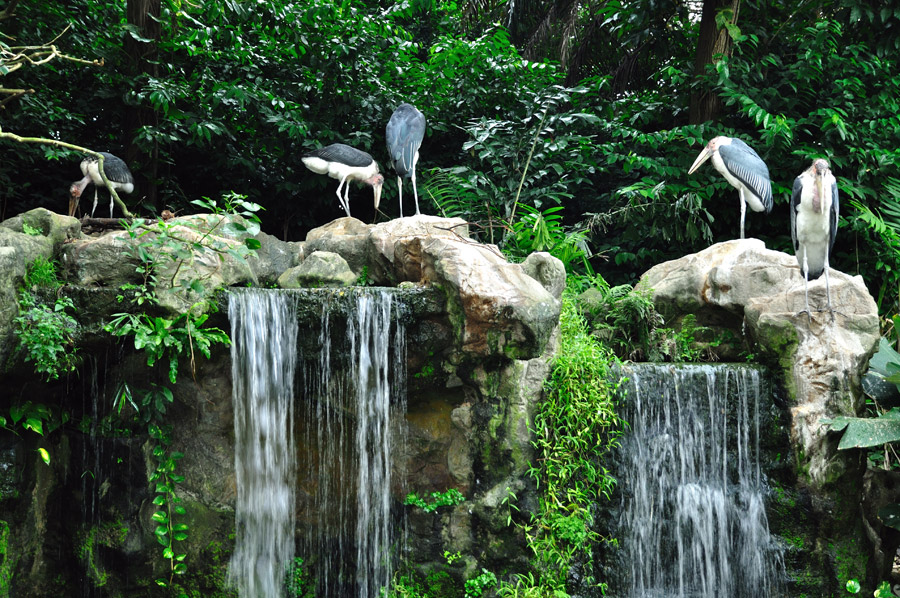  p>裕廊飞禽公园(jurong bird park)坐落在 a href="#" data-lemmaid=