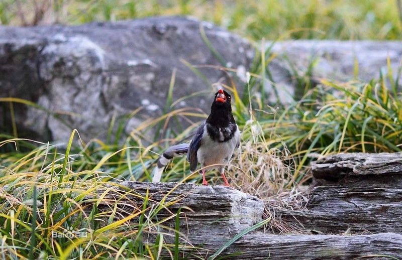  p>红嘴蓝鹊(学名: i>urocissa erythrorhyncha /i>):是大型鸦类,体长