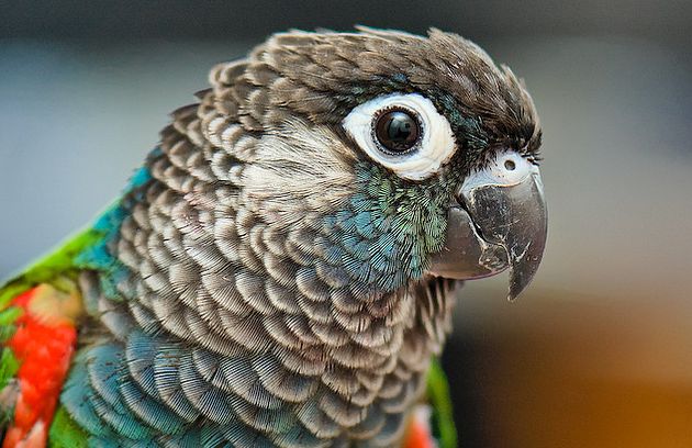 绯红腹锥尾鹦鹉