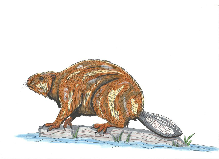 巨河狸(castoroides)