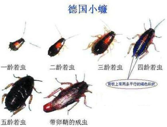  p>德国小蠊( i>blattella germanica /i>),是分布最广泛,也是最难