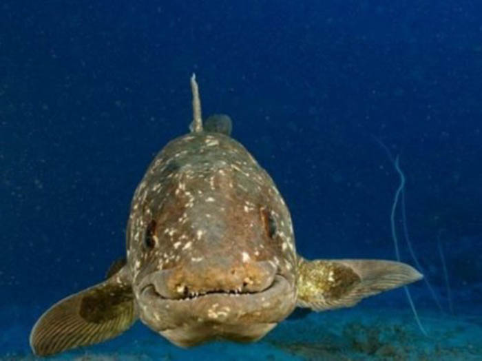 latimeria chalumnae)体长2米,是腔棘鱼目矛尾鱼科的唯一种,是唯一现