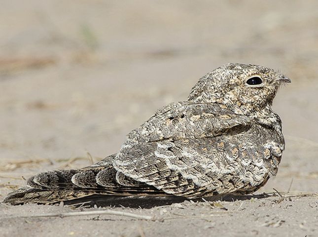  p>埃及夜鹰(学名: i>caprimulgus aegyptius /i>),是 a href="#"