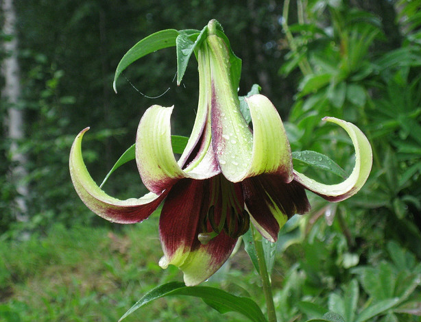  p>紫斑百合(学名: i>lilium nepalense /i>  d.